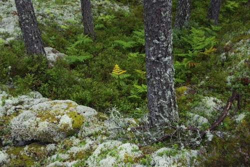 Frédéric-Demeuse-forest-photography-sweden